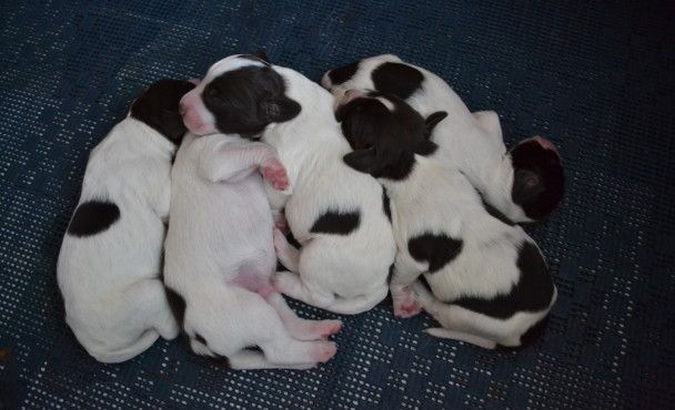 I-nest pups geboren