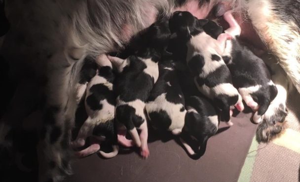 Loebas en Doris pups geboren 7-12-2018
