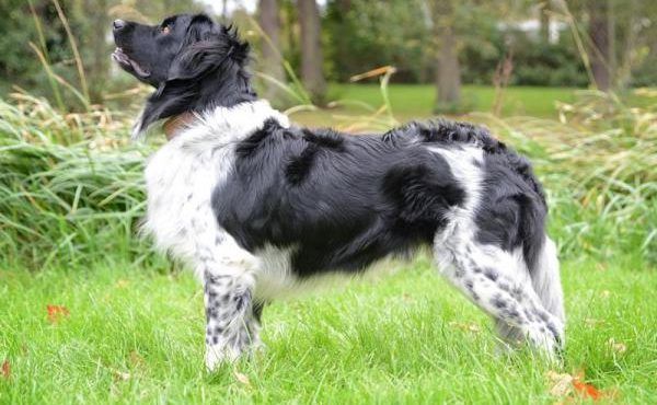 Loebas en Dorus pups geboren ..-..-2018