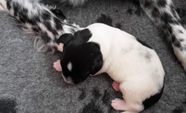 O-nest pups geboren