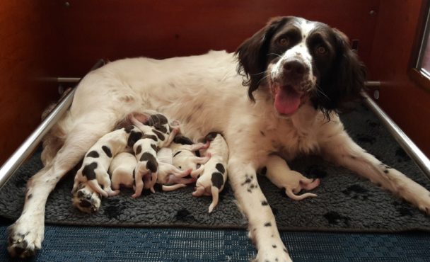 Drentsche Patrijshond pups geboren 13 april 2019