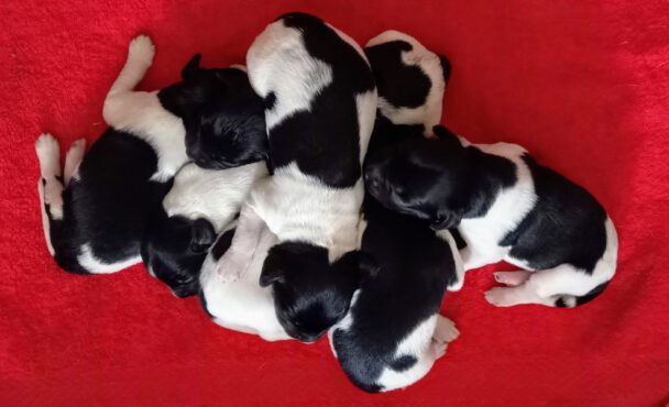 S-nest pups geboren