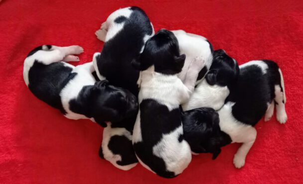 S-nest pups geboren
