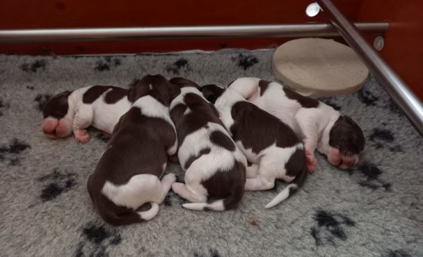 W-nest pups geboren