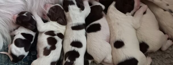 Drentsche Patrijshond pups geboren 7 november 2022 – pups beschikbaar