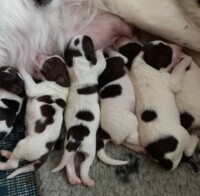 Drentsche Patrijshond pups geboren 7 november 2022 - pups beschikbaar