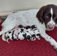 7 Drentsche Patrijshonden pups geboren Kennel Van de Moerputten