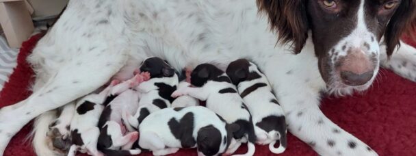 7 Drentsche Patrijshonden pups geboren Kennel Van de Moerputten